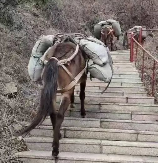 荆门骡马运输